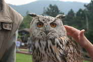 Owl in Bird Park Steinen (20 minutes away)
